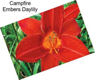 Campfire Embers Daylily