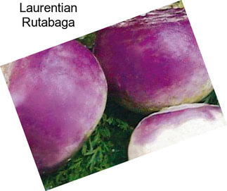 Laurentian Rutabaga