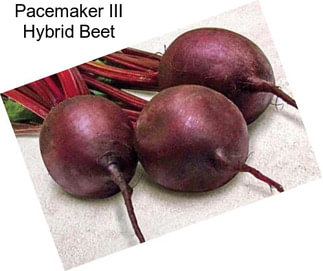 Pacemaker III Hybrid Beet