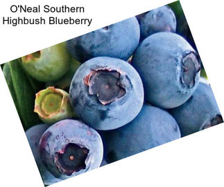 O\'Neal Southern Highbush Blueberry