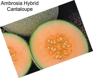 Ambrosia Hybrid Cantaloupe