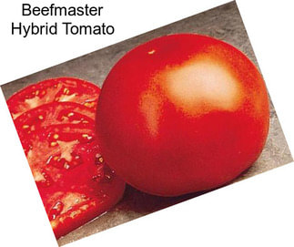 Beefmaster Hybrid Tomato