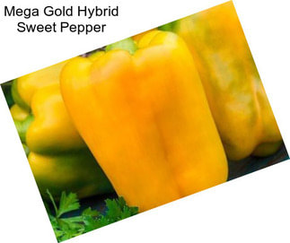 Mega Gold Hybrid Sweet Pepper