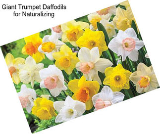 Giant Trumpet Daffodils for Naturalizing