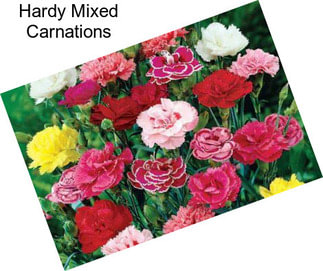 Hardy Mixed Carnations