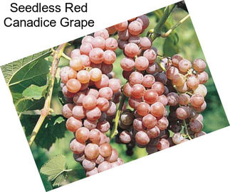 Seedless Red Canadice Grape