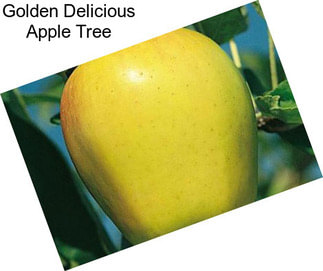 Golden Delicious Apple Tree