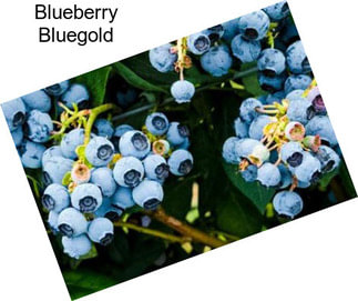 Blueberry Bluegold