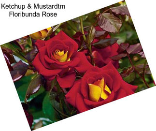 Ketchup & Mustardtm Floribunda Rose