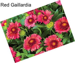 Red Gaillardia