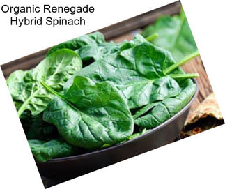Organic Renegade Hybrid Spinach