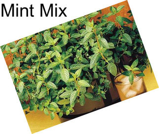 Mint Mix