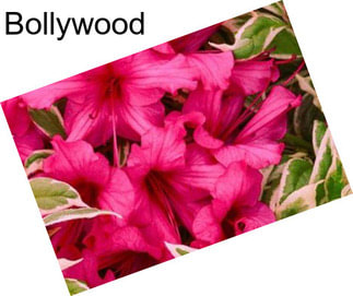 Bollywood