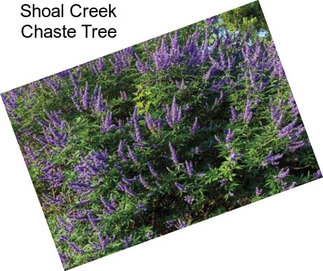 Shoal Creek Chaste Tree