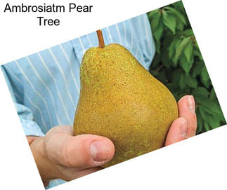 Ambrosiatm Pear Tree