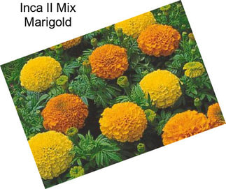 Inca II Mix Marigold