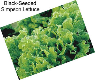 Black-Seeded Simpson Lettuce