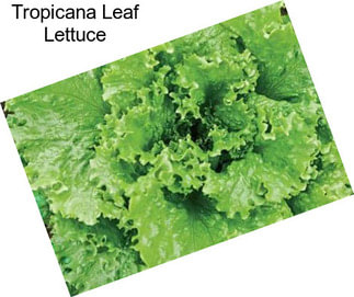 Tropicana Leaf Lettuce