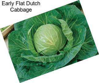 Early Flat Dutch Cabbage