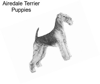 Airedale Terrier Puppies