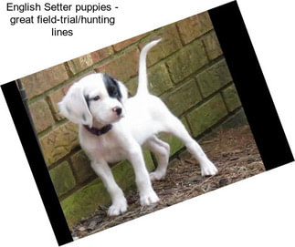 English Setter puppies - great field-trial/hunting lines