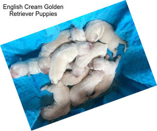 English Cream Golden Retriever Puppies