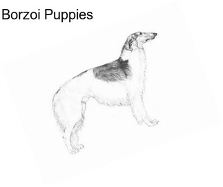 Borzoi Puppies