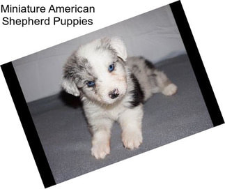 Miniature American Shepherd Puppies