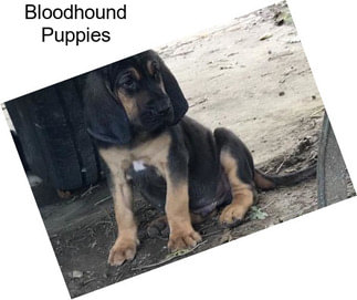 Bloodhound Puppies