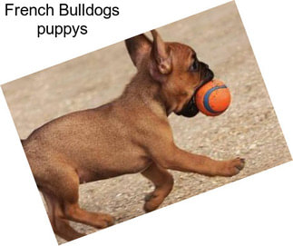 French Bulldogs puppys