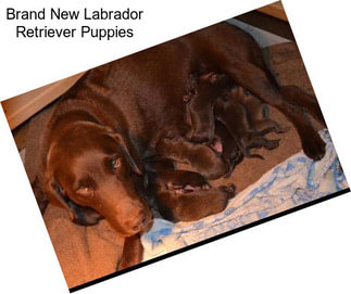Brand New Labrador Retriever Puppies