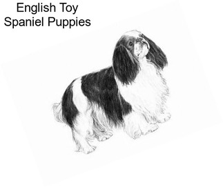 English Toy Spaniel Puppies