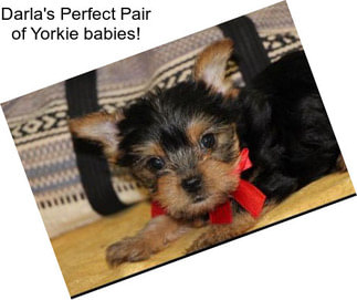 Darla\'s Perfect Pair of Yorkie babies!