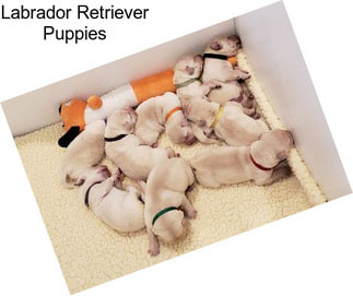 Labrador Retriever Puppies