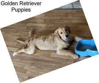 Golden Retriever Puppies