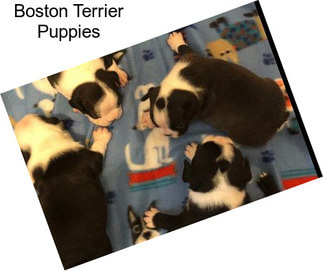 Boston Terrier Puppies