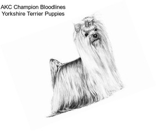 AKC Champion Bloodlines Yorkshire Terrier Puppies