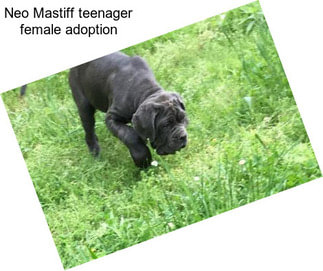 Neo Mastiff teenager female adoption