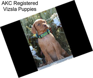 AKC Registered Vizsla Puppies