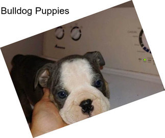 Bulldog Puppies