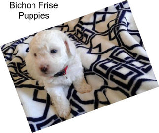 Bichon Frise Puppies