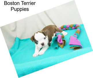 Boston Terrier Puppies