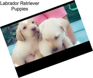 Labrador Retriever Puppies