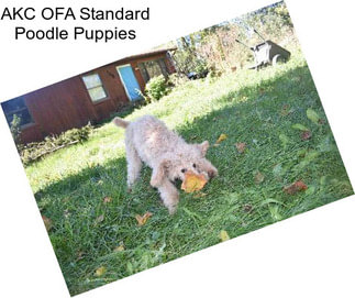 AKC OFA Standard Poodle Puppies