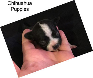 Chihuahua Puppies