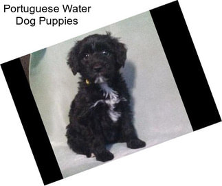 Portuguese Water Dog Puppies