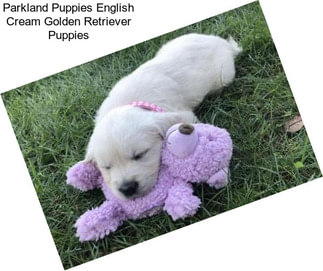 Parkland Puppies English Cream Golden Retriever Puppies