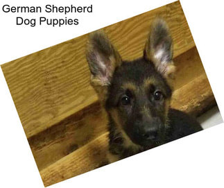 German Shepherd Dog Puppies