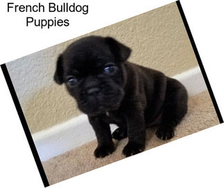 French Bulldog Puppies