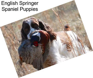 English Springer Spaniel Puppies